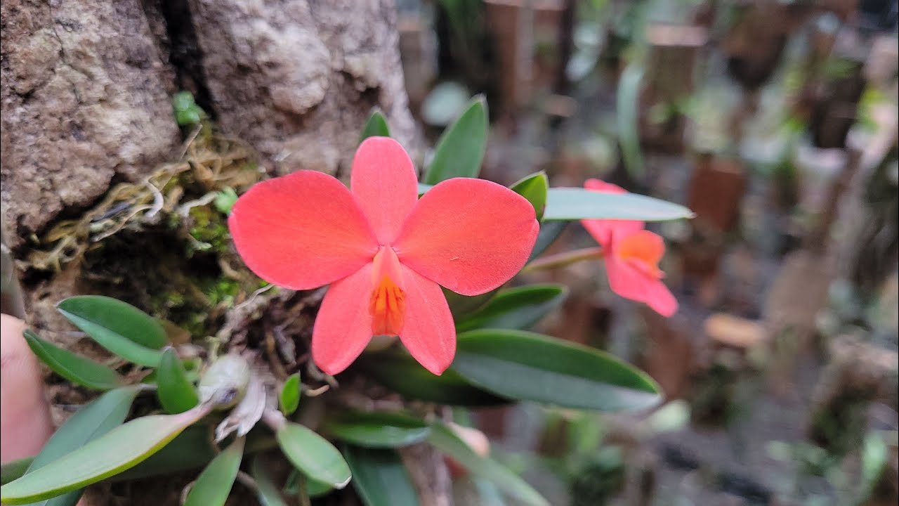 Sophronitis coccinea