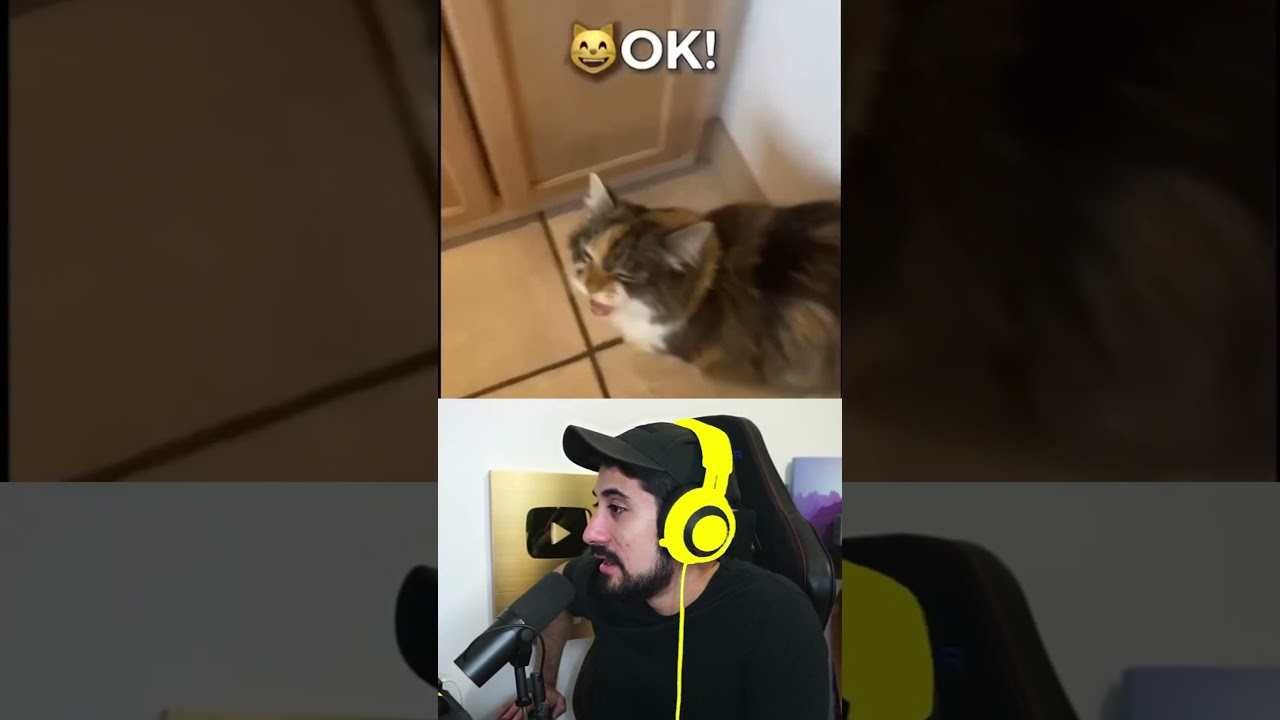 GATOS QUE ROMPIERON EL SISTEMA PARTE 2 😳