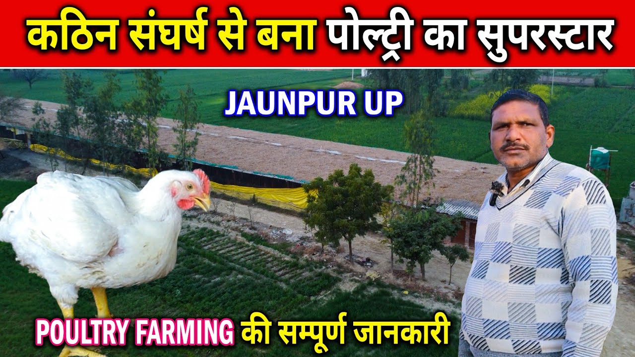Poultry Farm up। संघर्ष से बना पोल्ट्री का सुपरस्टार।Detailed Information About Poultry Farming
