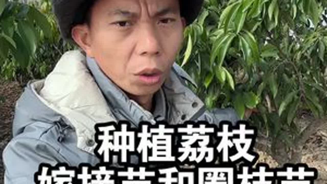 种植荔枝嫁接苗和圈枝苗，哪个挂果快，哪个挂果多呢？ #果苗供应 #荔枝苗 #桂味荔枝 #妃子笑荔枝