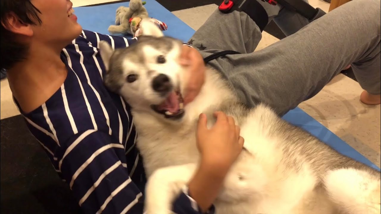 兄のお腹にすっぽりハマってすきあらばかまちょするシベリアンハスキー