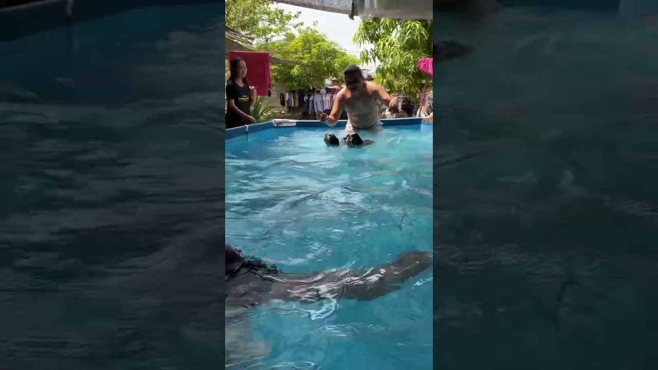 Shihtzu swim race #millionviews #helpmemakethismakesense