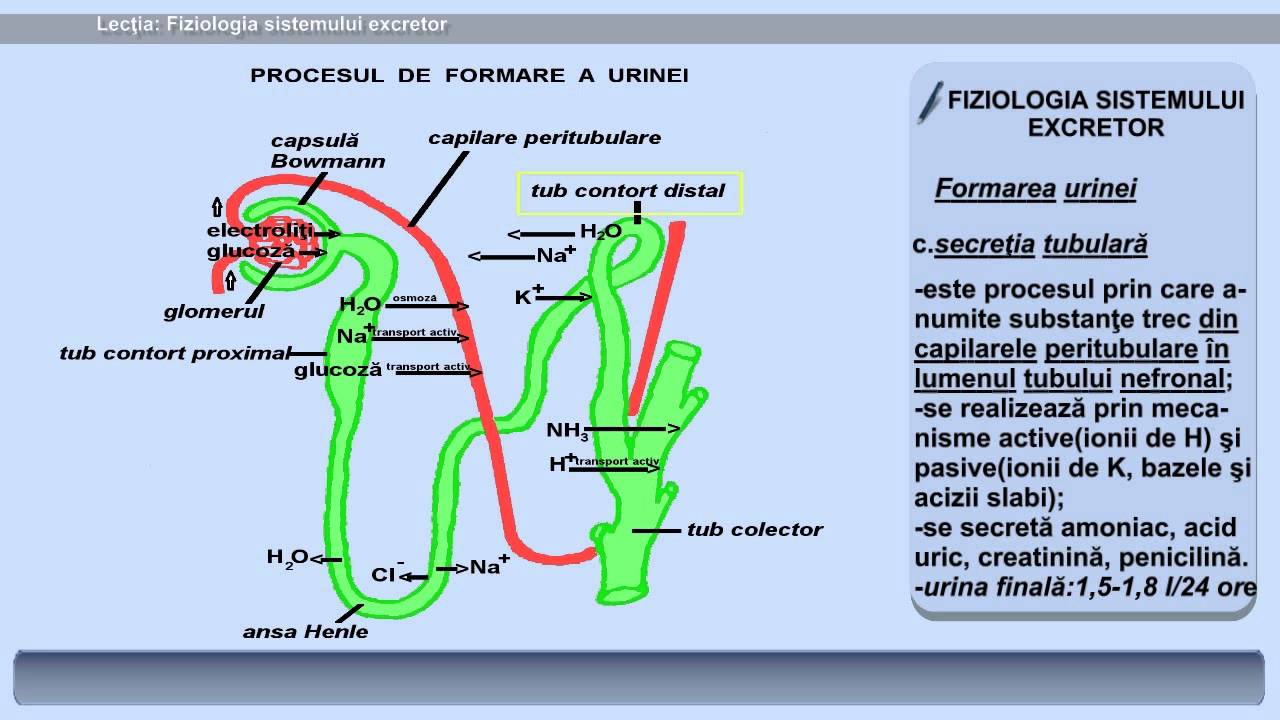 Lecția 32: Fiziologia sistemului excretor