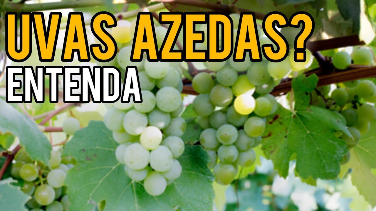UVAS MADURAS: Como saber se estão no ponto para colheita