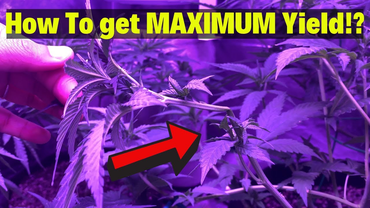 WATCH Me SUPER Crop My CANNABIS GROW! | For MAXIMUM YIELD Ep 3
