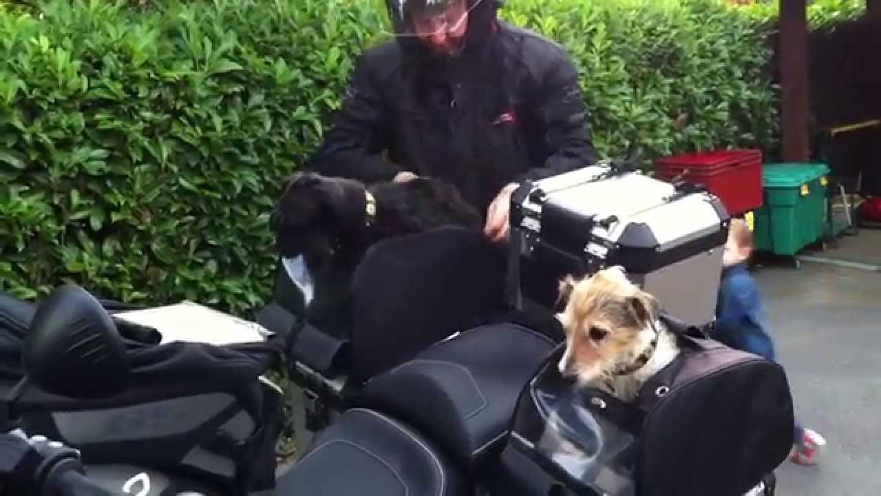 3 chiens motards en BMW 1200 GS Adventure; 3 dogs bikers in BMW 1200 GS Adventure; 3 hunde motorrad