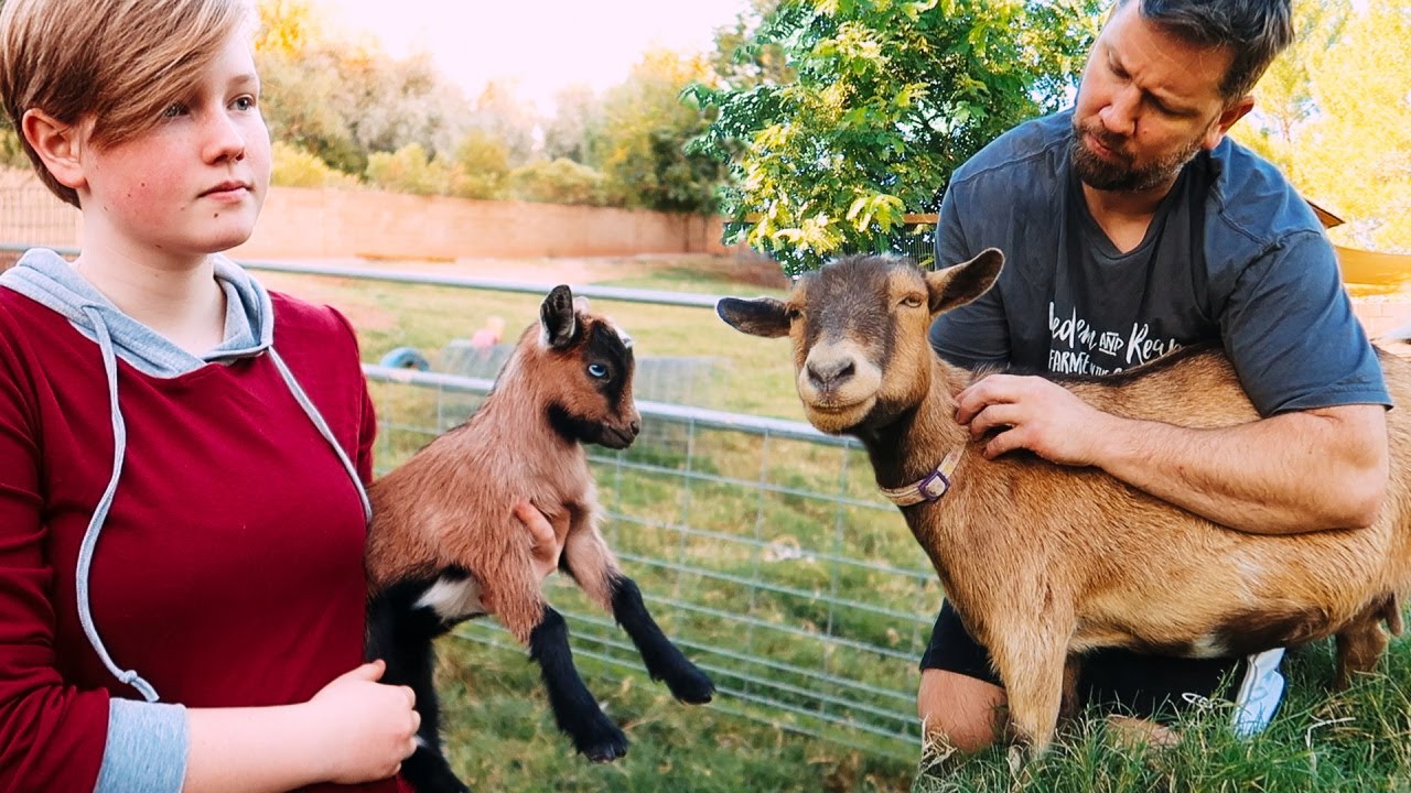 We gotta STOP these DEFORMED LEGS from spreading in our goat herd