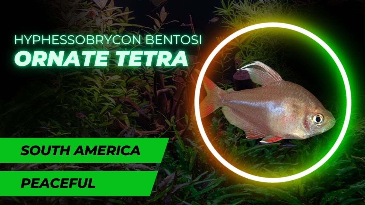 Identifying the Ornate Tetra (Hyphessobrycon bentosi)