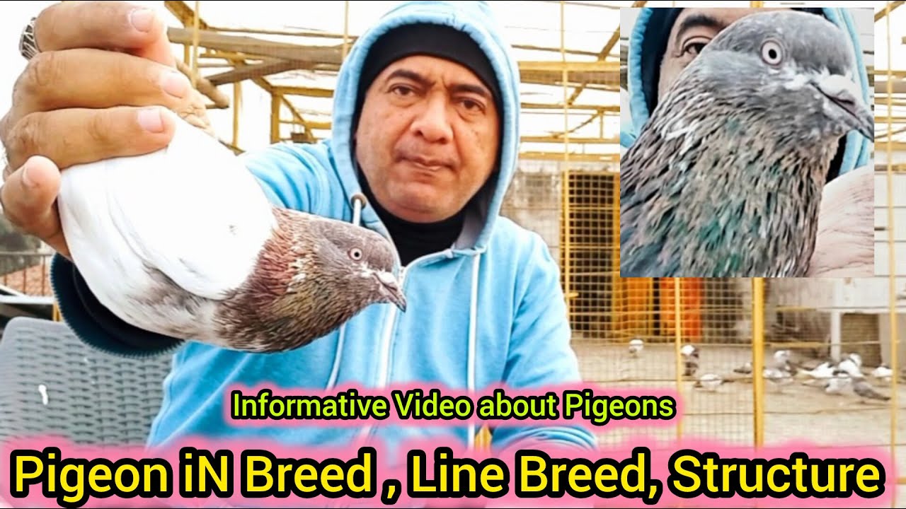 Kabootar inbreed | kabutar line breed | kabotar Bloodline