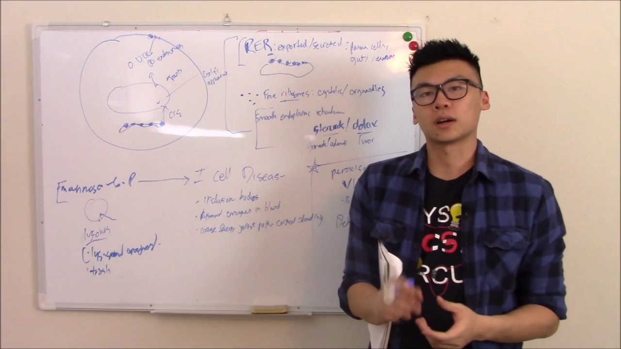 USMLE Biochemistry 19 Cell Biology: Structure, Organelles, and Cytoskeleton