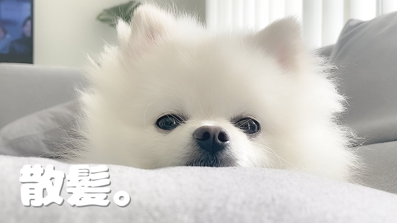 久々のトリミングでかわいくなりすぎたポメラニアンのハクさま。