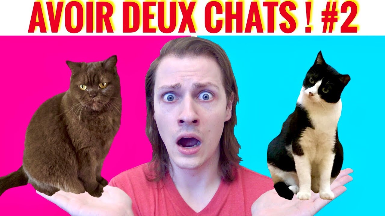 AVOIR DEUX CHATS #2 ! DELIRES DE MAX