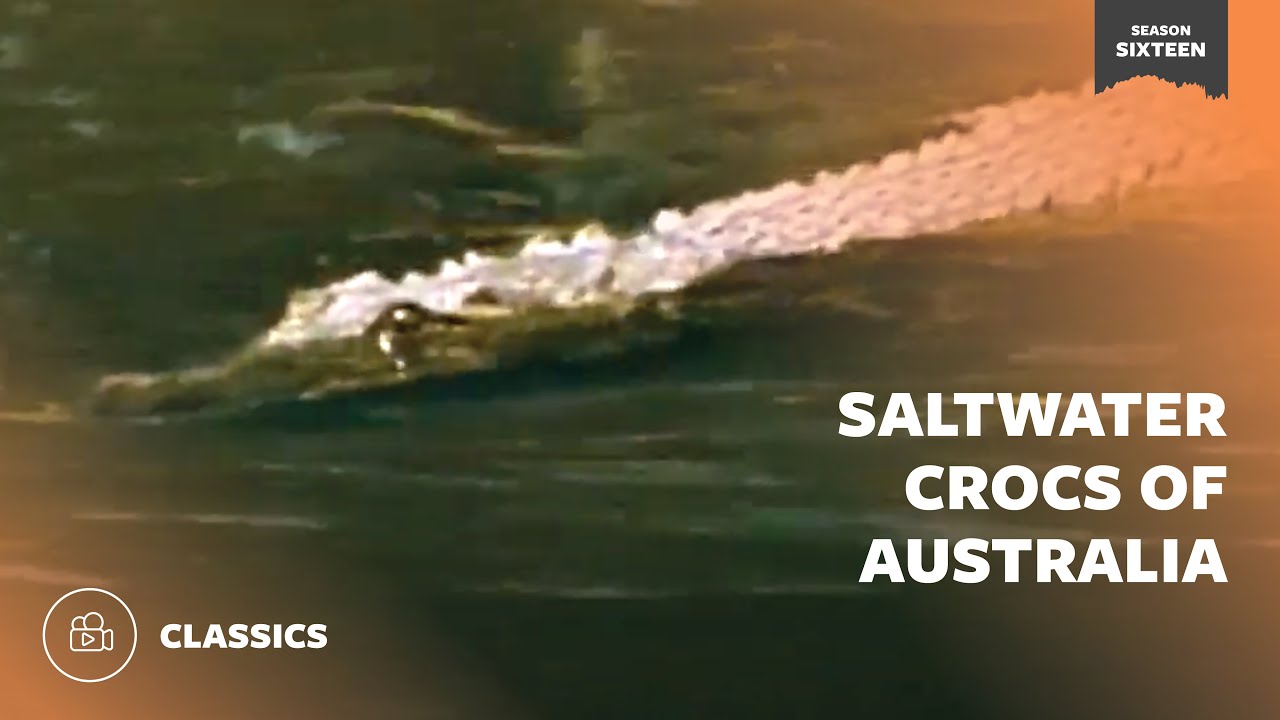 Saltwater Crocs of Australia | Mutual of Omaha's Wild Kingdom