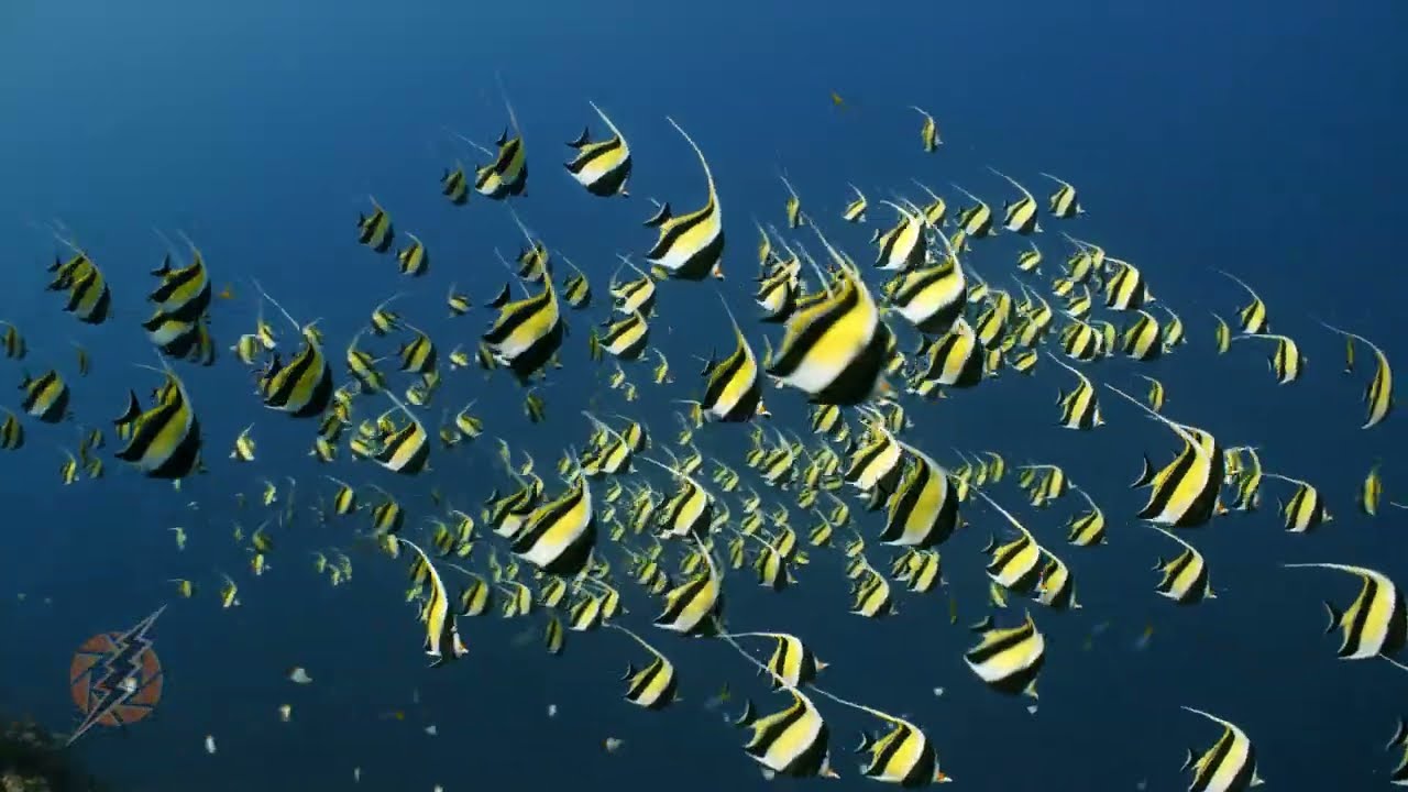 Moorish Idols Spawning Aggregation. Underwater 4K Stock Footage