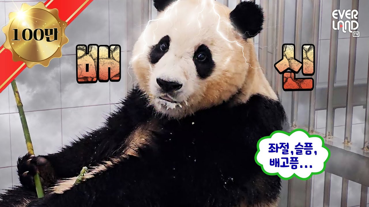 [ENG] (속보) 용인 푸씨 푸바오, 송바오에게 배신감 느껴.. 충격│#판다와쏭 #107
