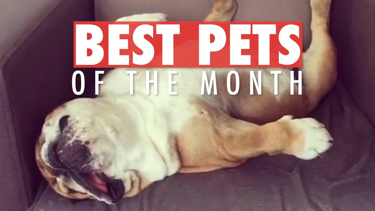 Best Pets of the Month Video Compilation