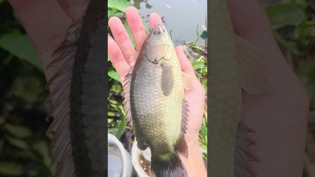 5 cách làm mồi câu rô đồng mà ai áp dụng cũng lên được cá 