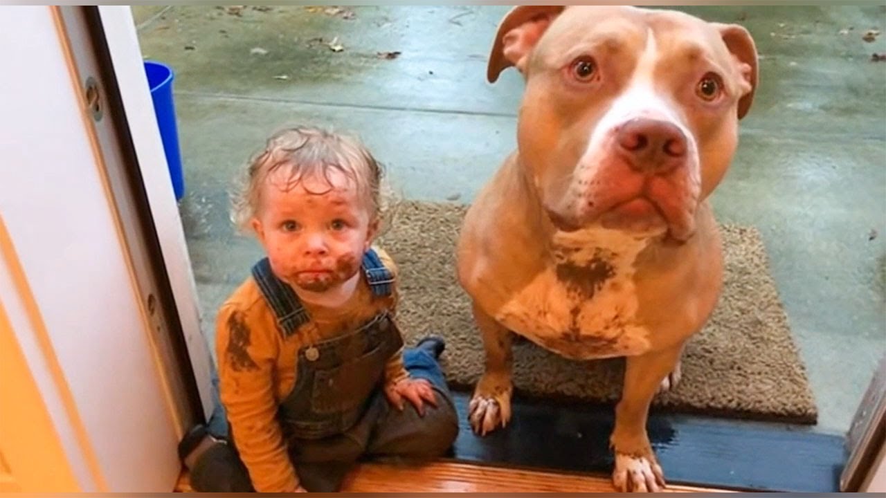 TRY NOT TO LAUGH! 👶🐾 Funniest Pets and Babies of 2026 (Pure Chaos)