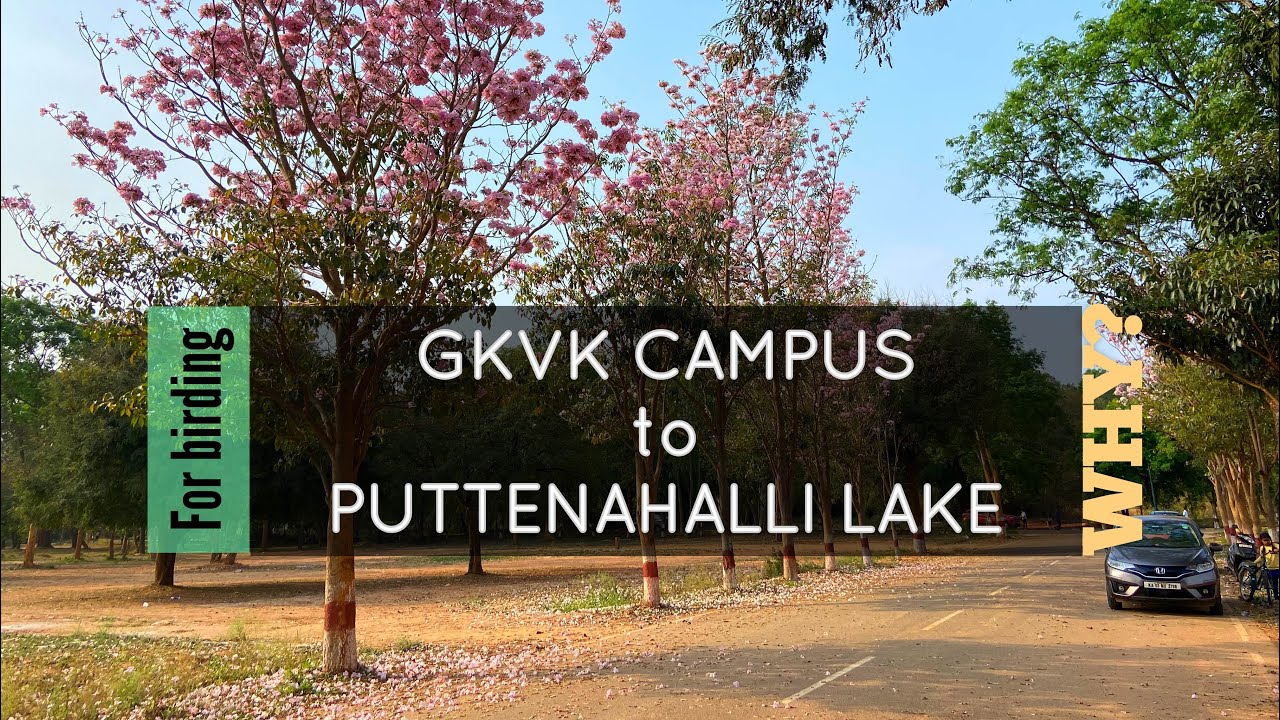 GKVK Campus to PUTTENAHALLI LAKE for birding.. WHY? || GKVK Bangalore || PUTTENAHALLI LAKE