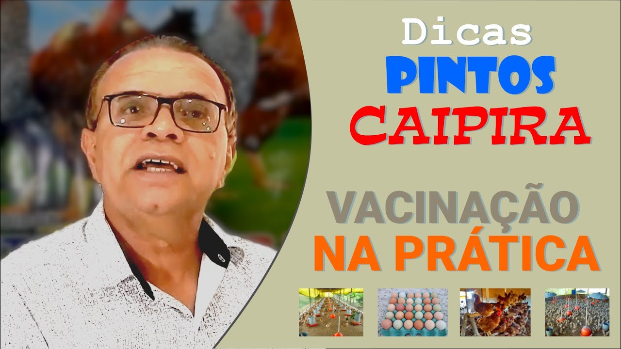 Dicas de Criação - Vacinação na Prática - Como Fazer? | Pintos Caipira