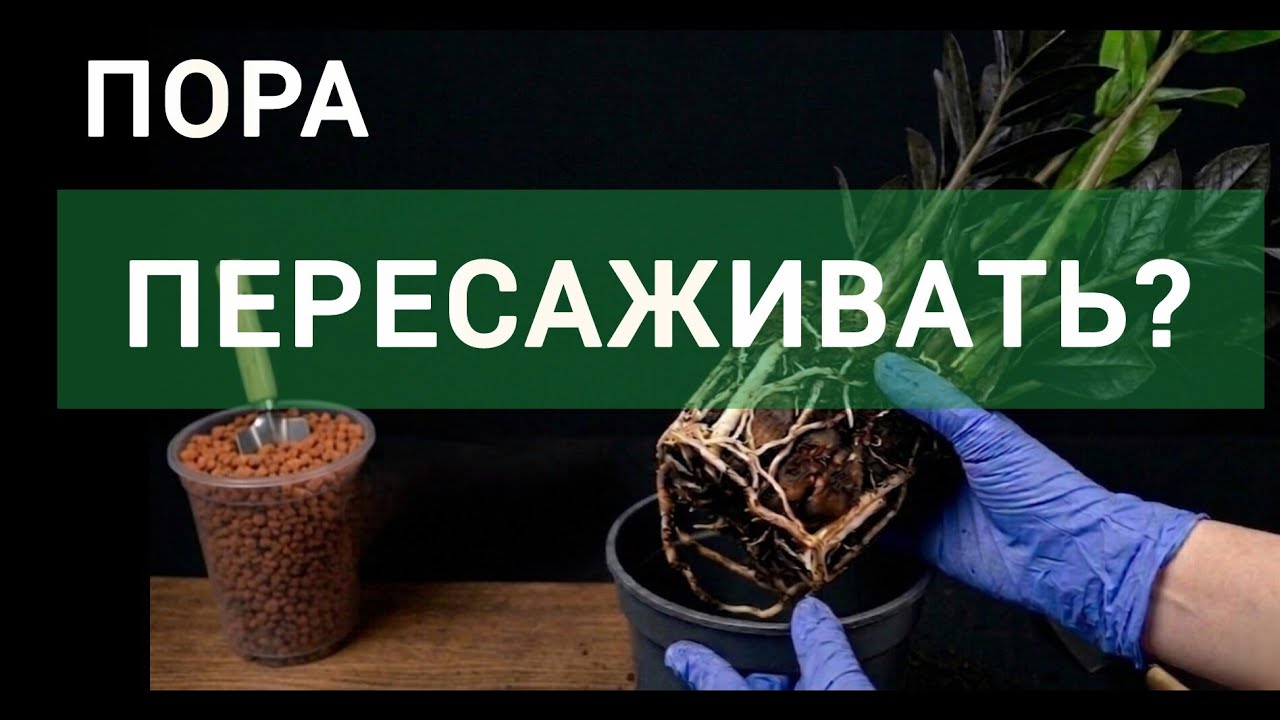 КОГДА ЛУЧШЕ пересаживать замиокулькас | ПЕРЕСАДКА в Seramis