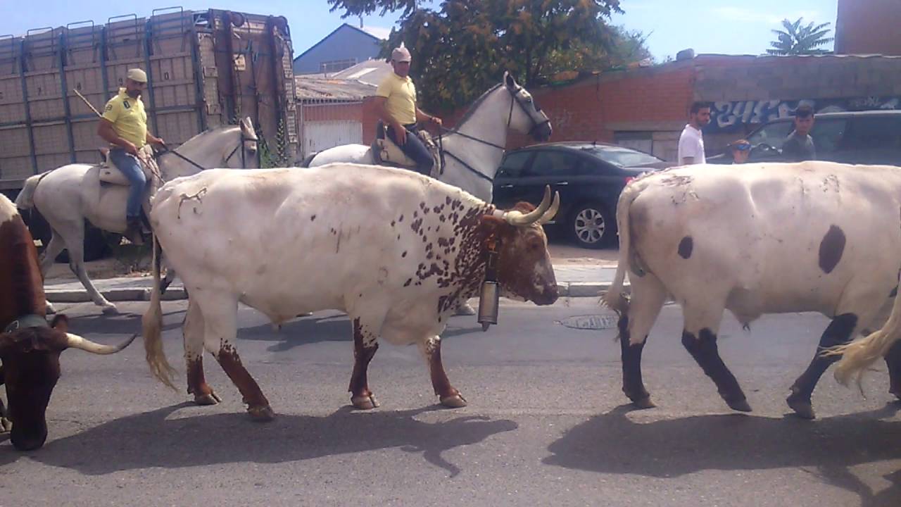Traslado de bueyes. Colmenar Viejo 2016