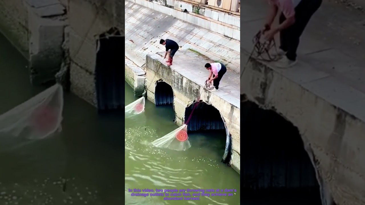 Net Fishing at Dam Drain: Abundant Catch