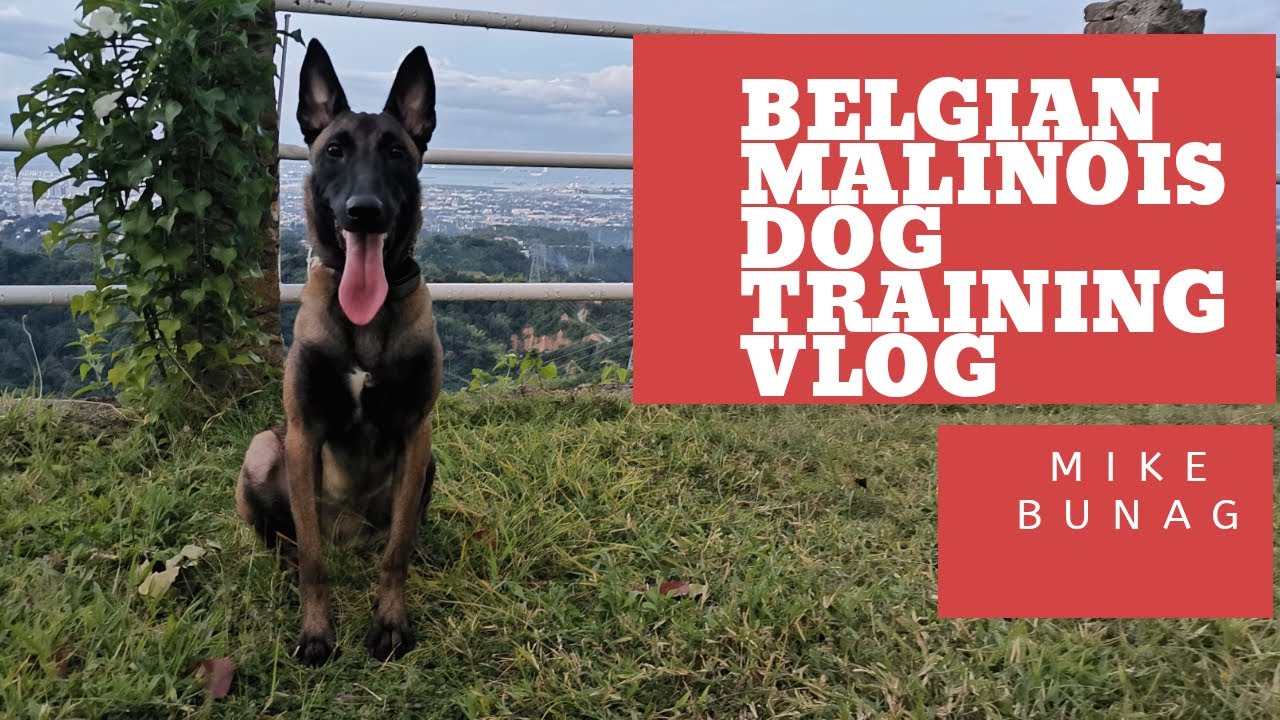 Dog Training Vlog | Focused Heel | Belgian Malinois | Dog Trainer Cebu