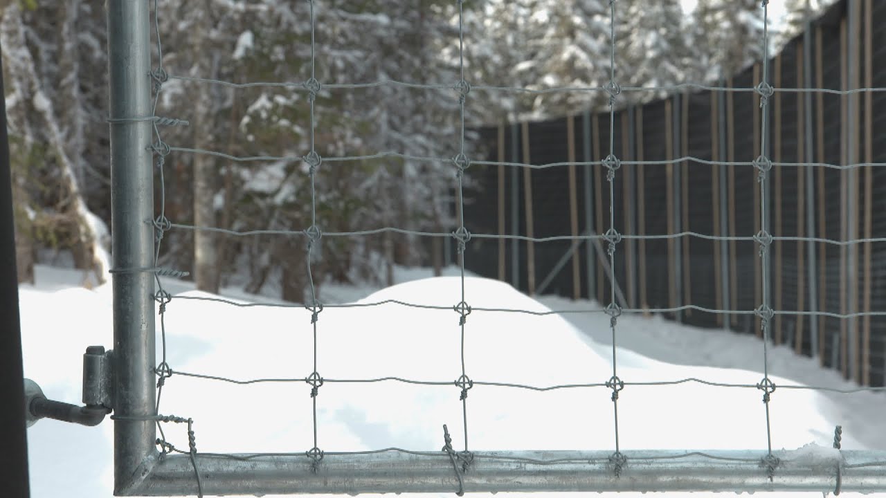 La semaine verte | Sauver le caribou forestier