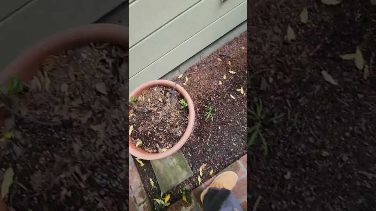 Hour loop of Taps