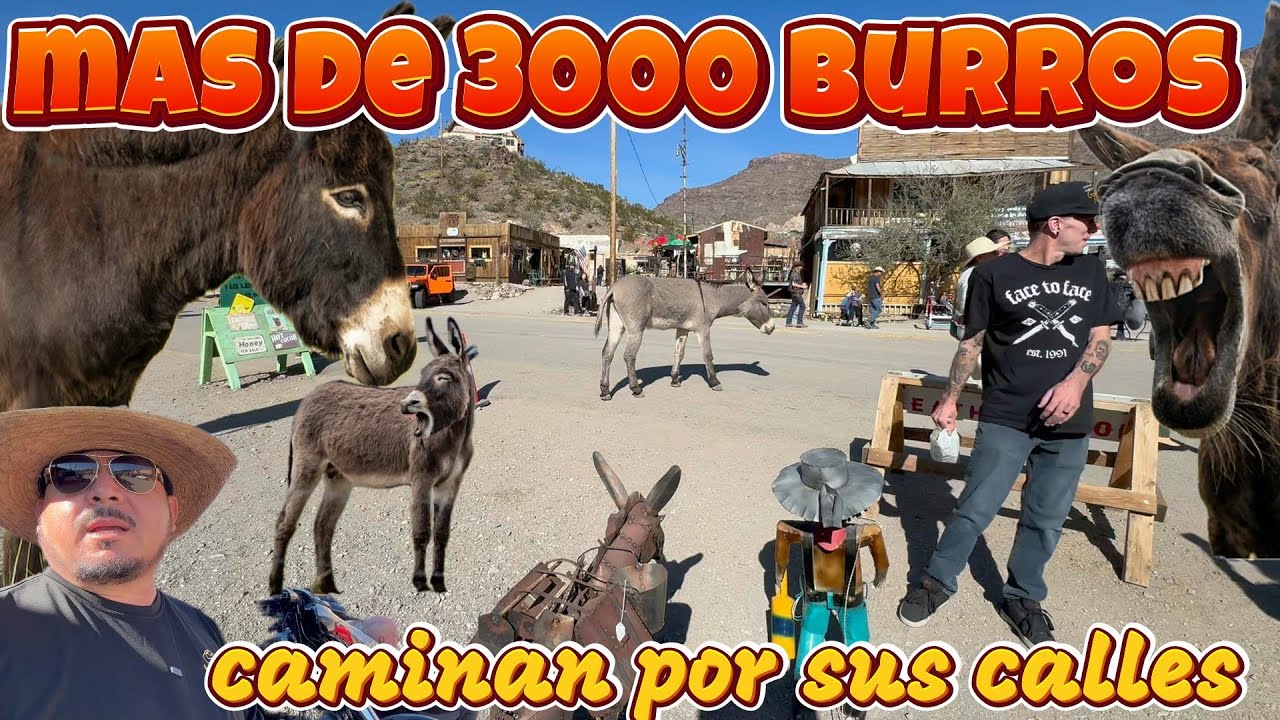 EN ESTE PUEBLO HAY MAS BURROS QUE GENTE en OATMAN ARIZONA 