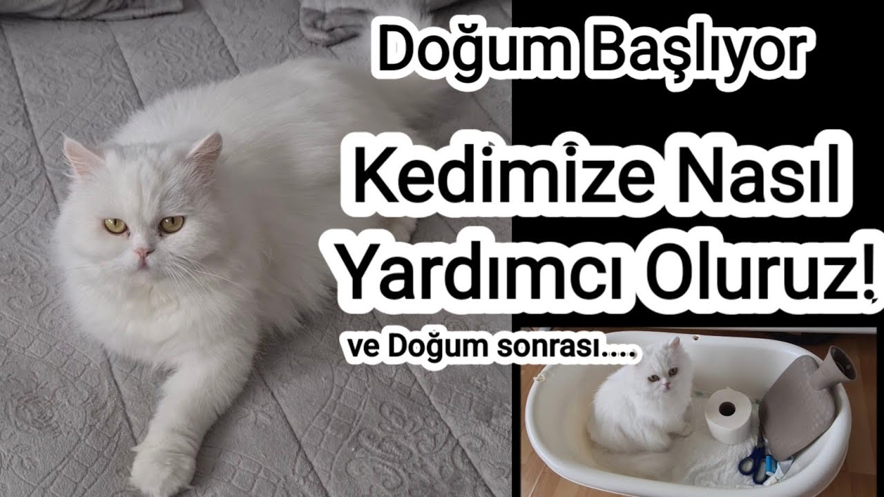 Kedilerde Doğum ..Kedimize Nasıl Yardımcı Oluruz ve Doğum Sonrası  ...😃