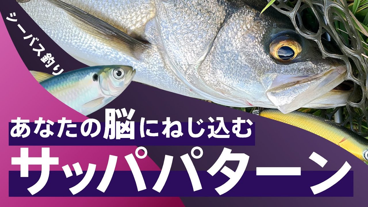 【シーバス釣り】再現性で釣るサッパパターン｜港湾と汽水湖の釣り解説