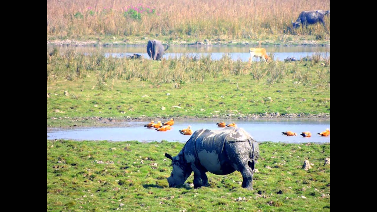 Pabitora Wildlife Sanctuary, North East India