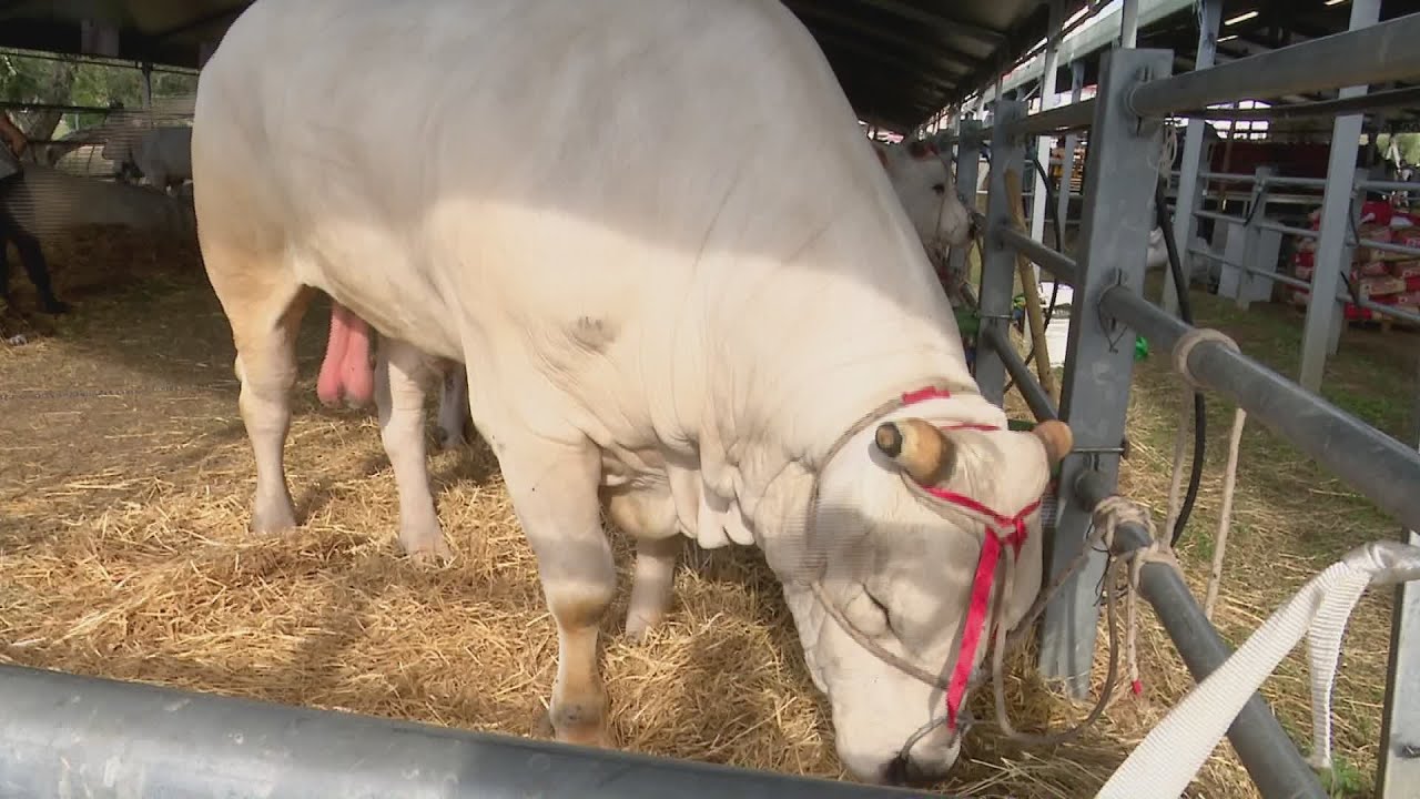 La chianina in fiera: eccellenza per la Toscana