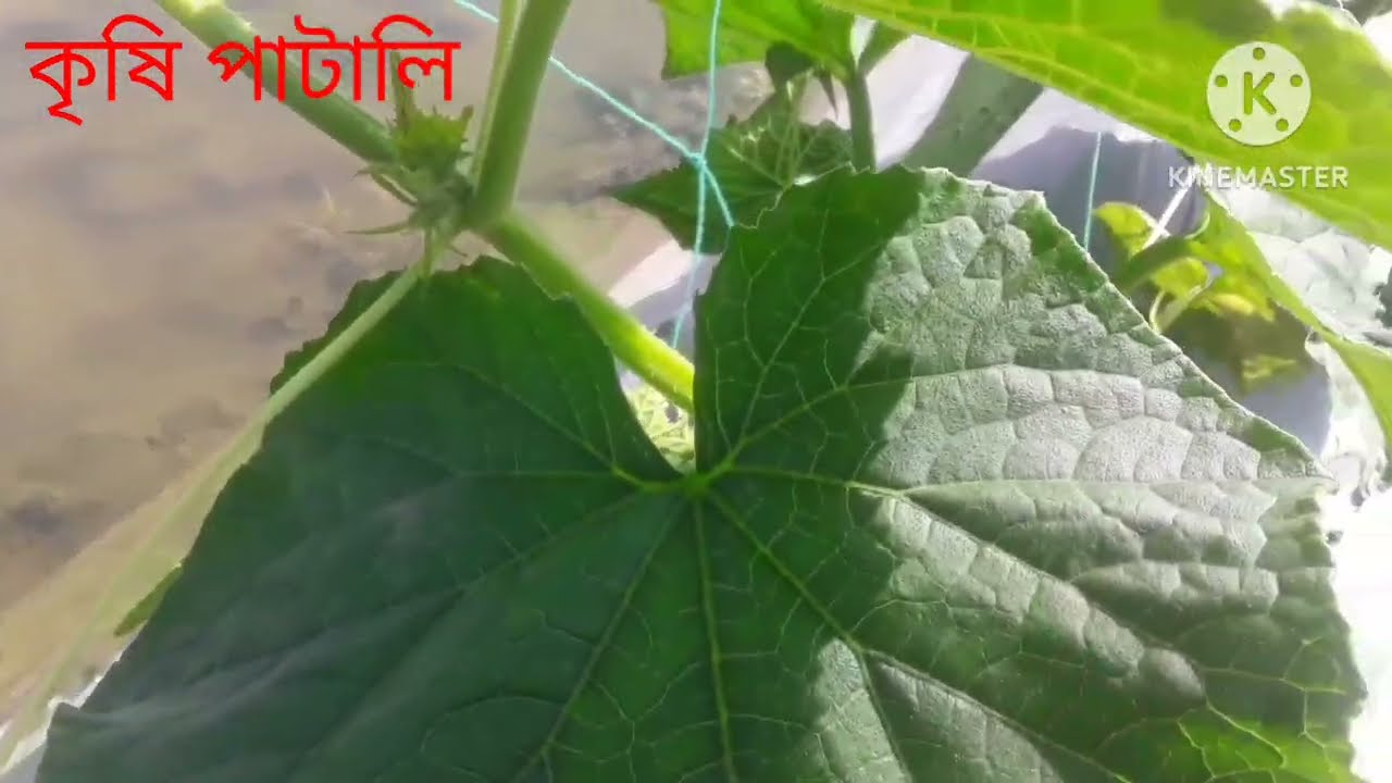 মেসি শশা দেখলে প্রাণটা জুড়িয়ে যায় 