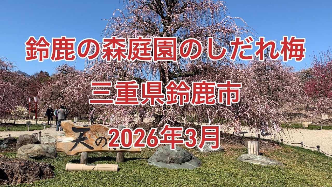 鈴鹿の森庭園のしだれ梅　三重県鈴鹿市　　2026年3月