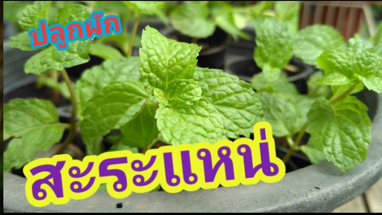 วิธีปลูกผักสะระแหน่ในกระถาง ด้วยการปักชำกิ่ง ปักชำสะระแหน่จากกิ่งสด มือใหม่ก็ปลูกได้