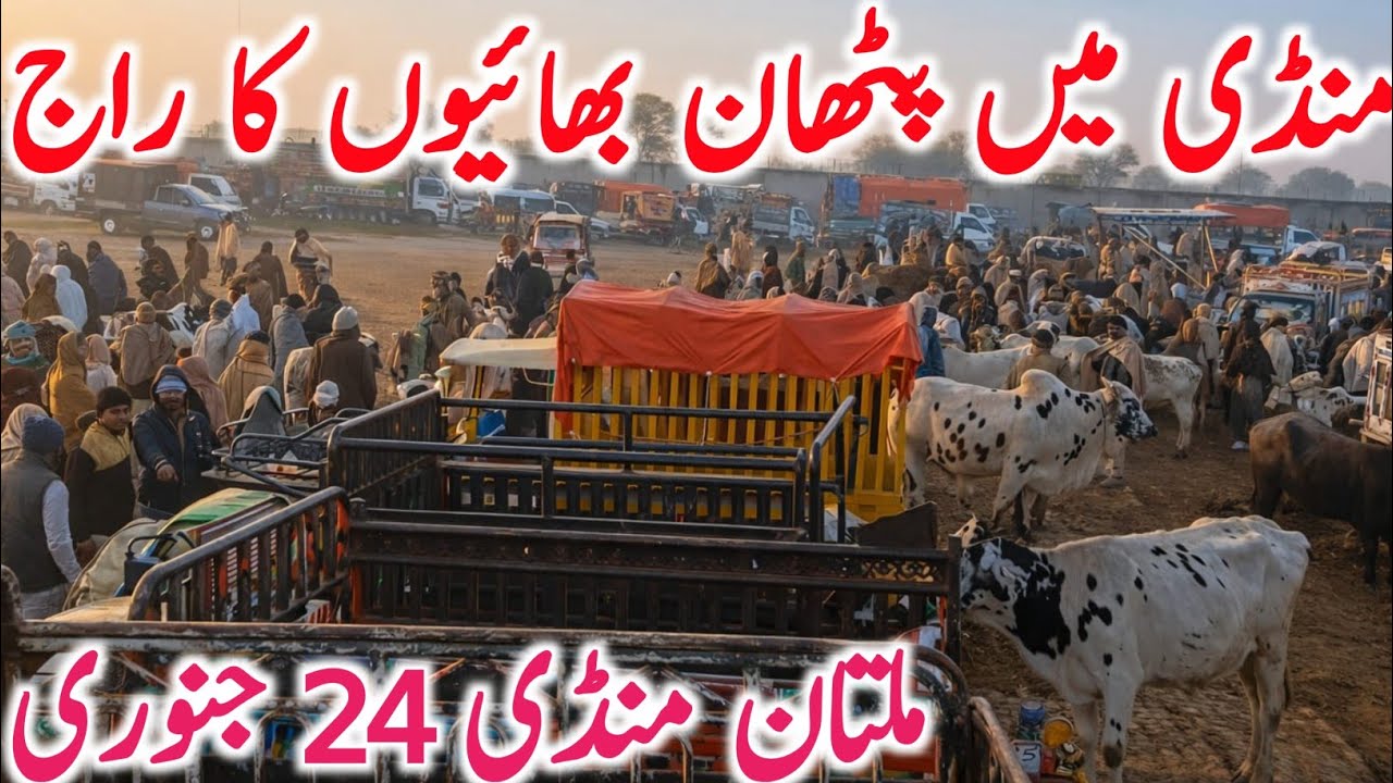 Today Multan Cow Mandi 2026 | Cholistani Sahiwal & Brahman Cows | Global Village Farming