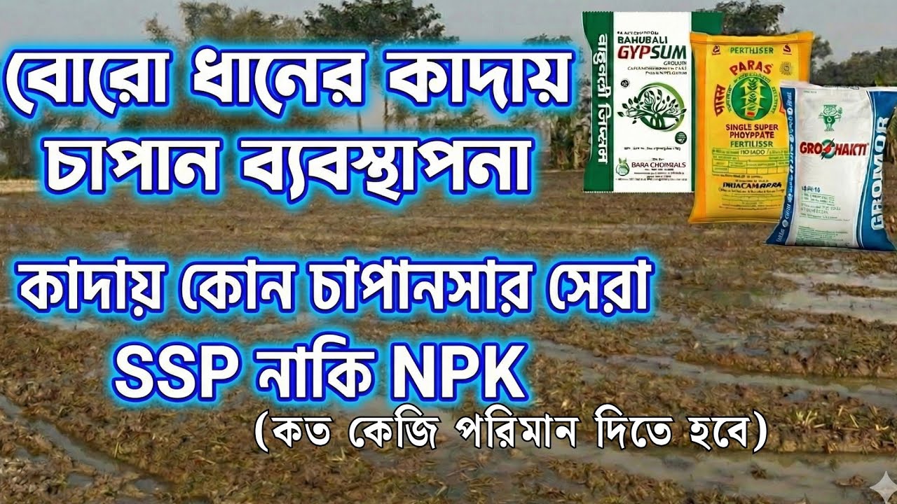 বোরো ধানে কাদায় কোন চাপান সার টি সেরা ও কত কেজি দিতে হবে