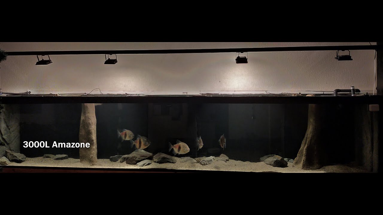 3000L Amazone aquarium