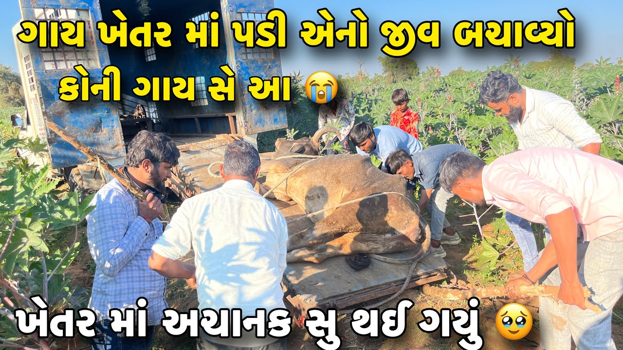 ખેતર માં વિડિયો બનાવા જતા અચાનક ગાય કેવી હાલત માં મળી 🥺 કોની ગાય સે આ?// કેવી રીતે બચાવી જોવો 