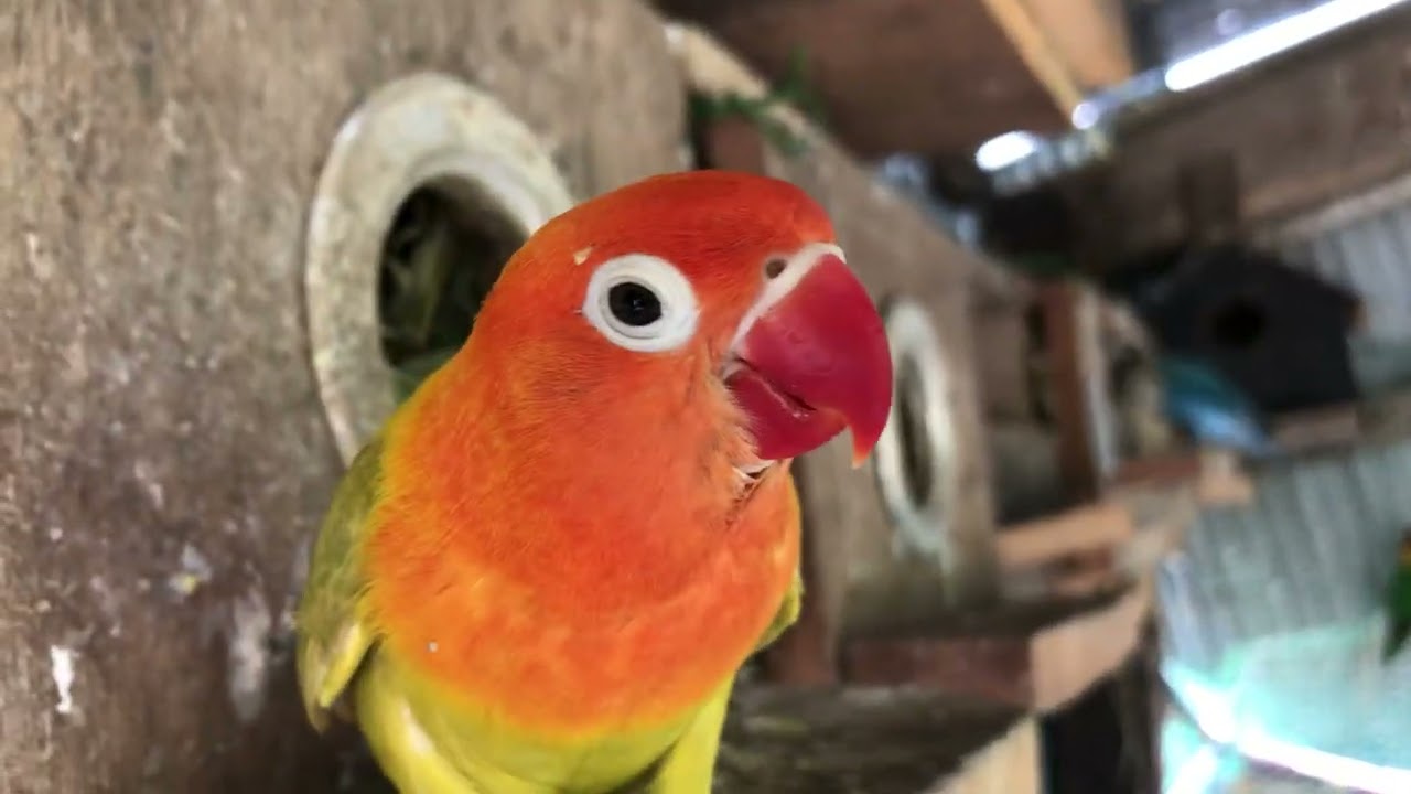 Lovebird Sounds | 3 Hour Lovebirds Sounds ❤️ 🦜#lovebirds #parrotlover #birdsounds