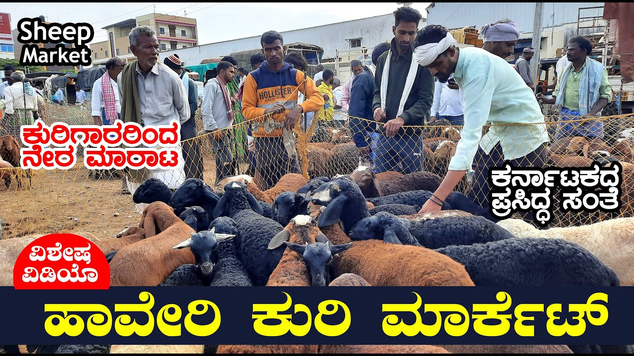 ಹಾವೇರಿ ಕುರಿ ಮಾರುಕಟ್ಟೆ | ಕುರಿಗಾರರಿಂದ ನೇರ ಮಾರಾಟ | Haveri Sheep Goat Market Video