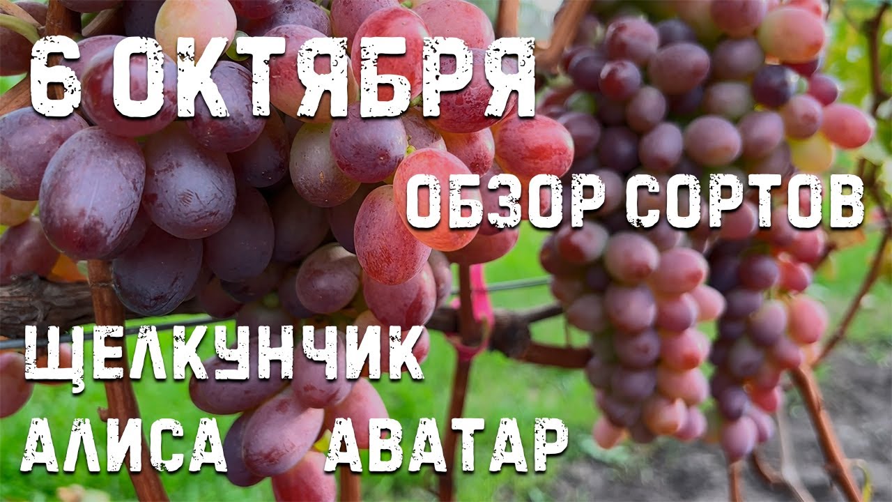 Сорта винограда для осени!