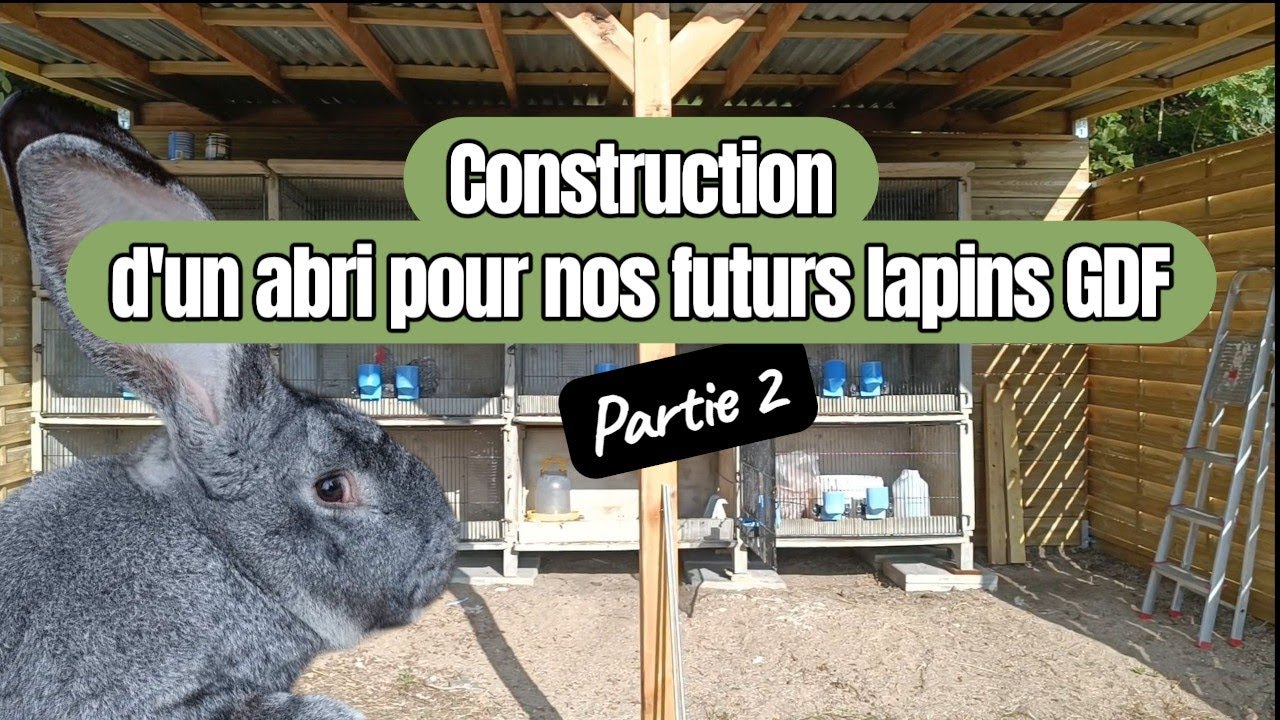 Construction et installation d'un abri pour l'arrivée de nos Lapins Géants des Flandres