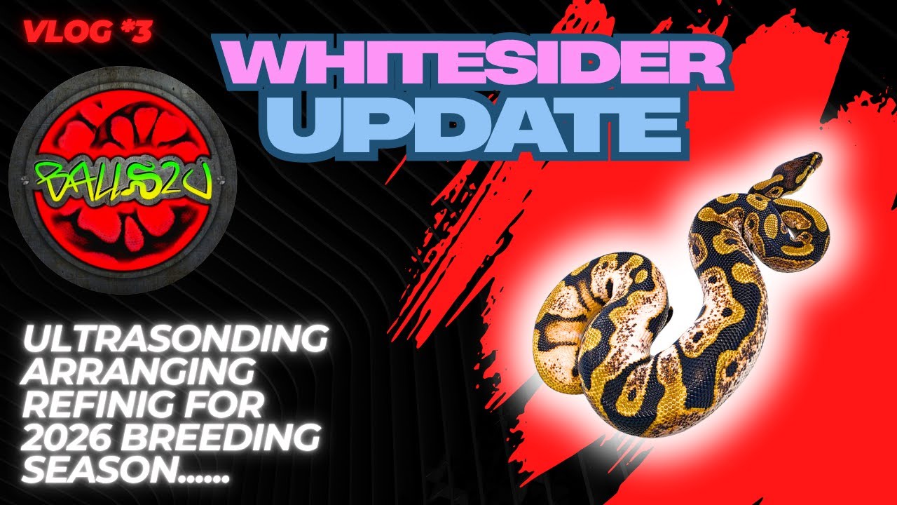 ВЫ НЕ ПОВЕРИТЕ ЭТИМ ЗМЕЩЕНКАМ | ОБНОВЛЕНИЕ WHITESIDER | СЕЗОН РАЗМНОЖЕНИЯ 2026