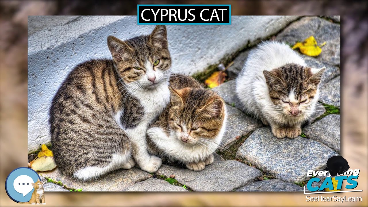 Cyprus cat 🐱🦁🐯 EVERYTHING CATS 🐯🦁🐱