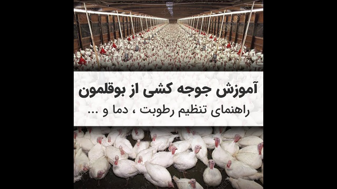 آموزش کامل جوجه کشی از بوقلمون + تکنیک های افزایش راندمان جوجه کشی