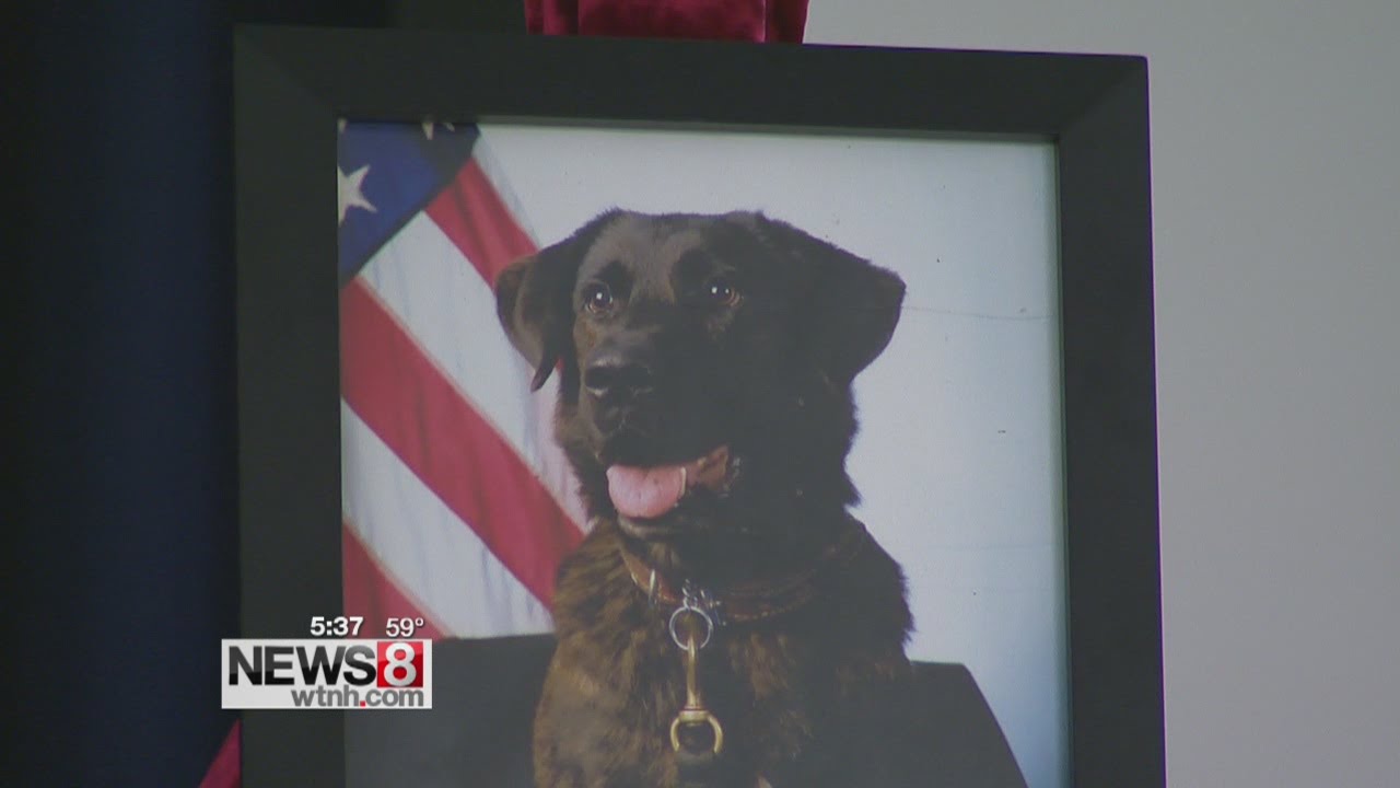 Military dog given hero's funeral